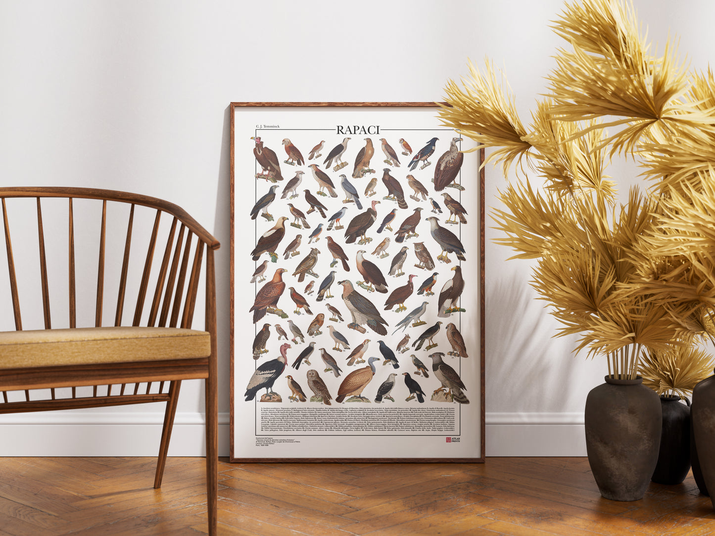 Poster illustrato dedicato ai rapaci del mondo con 65 specie di rapaci diurni e notturni. Ogni illustrazione è restaurata da tavole zoologiche dell'Ottocento e accompagnata dal nome comune e dal nome scientifico. Stampa decorativa ideale per appassionati di ornitologia, fauna selvatica e storia naturale.