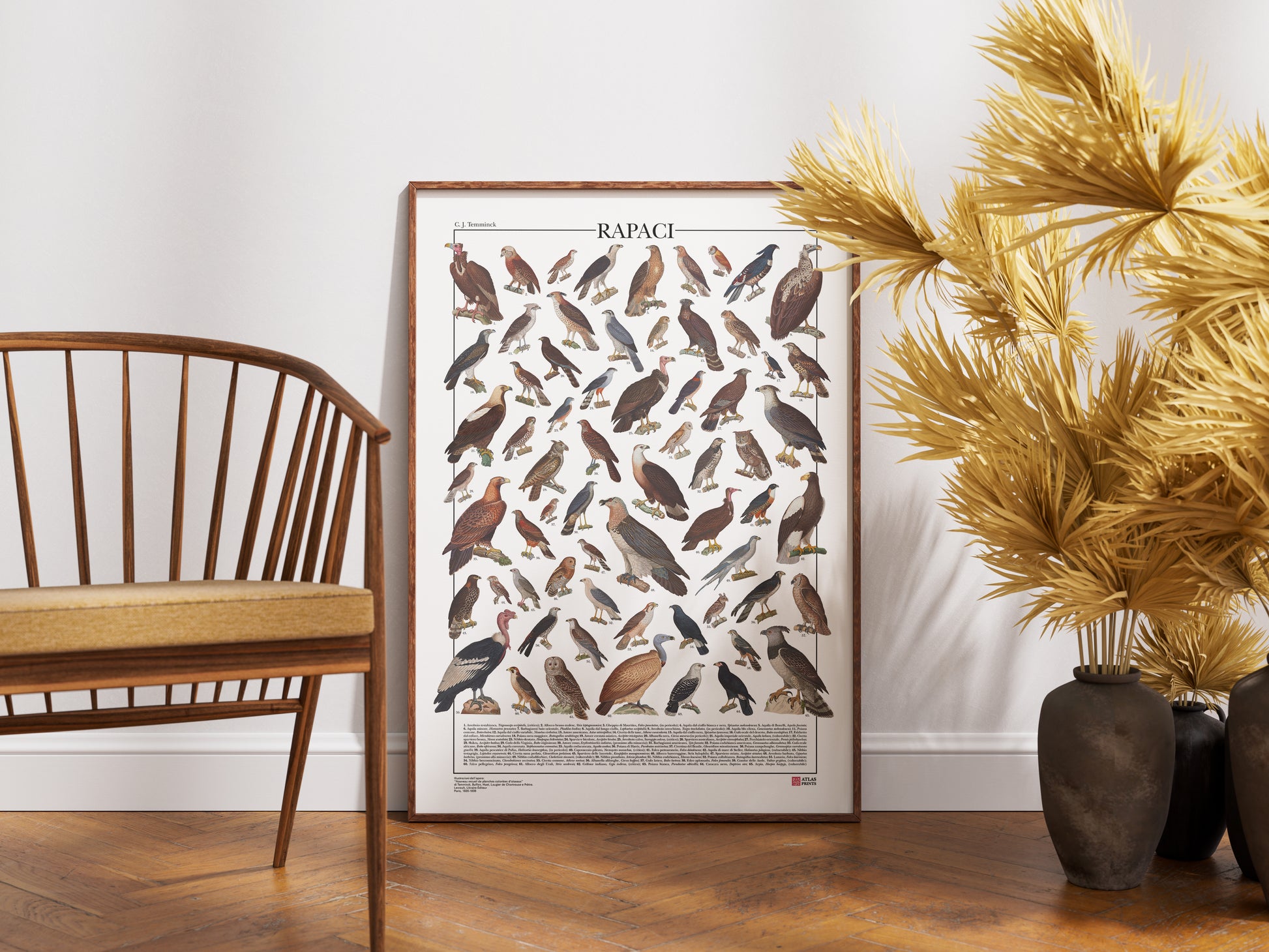 Poster illustrato dedicato ai rapaci del mondo con 65 specie di rapaci diurni e notturni. Ogni illustrazione è restaurata da tavole zoologiche dell'Ottocento e accompagnata dal nome comune e dal nome scientifico. Stampa decorativa ideale per appassionati di ornitologia, fauna selvatica e storia naturale.