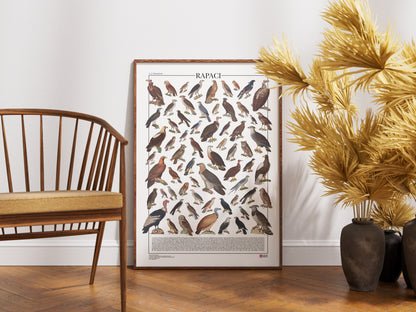 Poster illustrato dedicato ai rapaci del mondo con 65 specie di rapaci diurni e notturni. Ogni illustrazione è restaurata da tavole zoologiche dell'Ottocento e accompagnata dal nome comune e dal nome scientifico. Stampa decorativa ideale per appassionati di ornitologia, fauna selvatica e storia naturale.