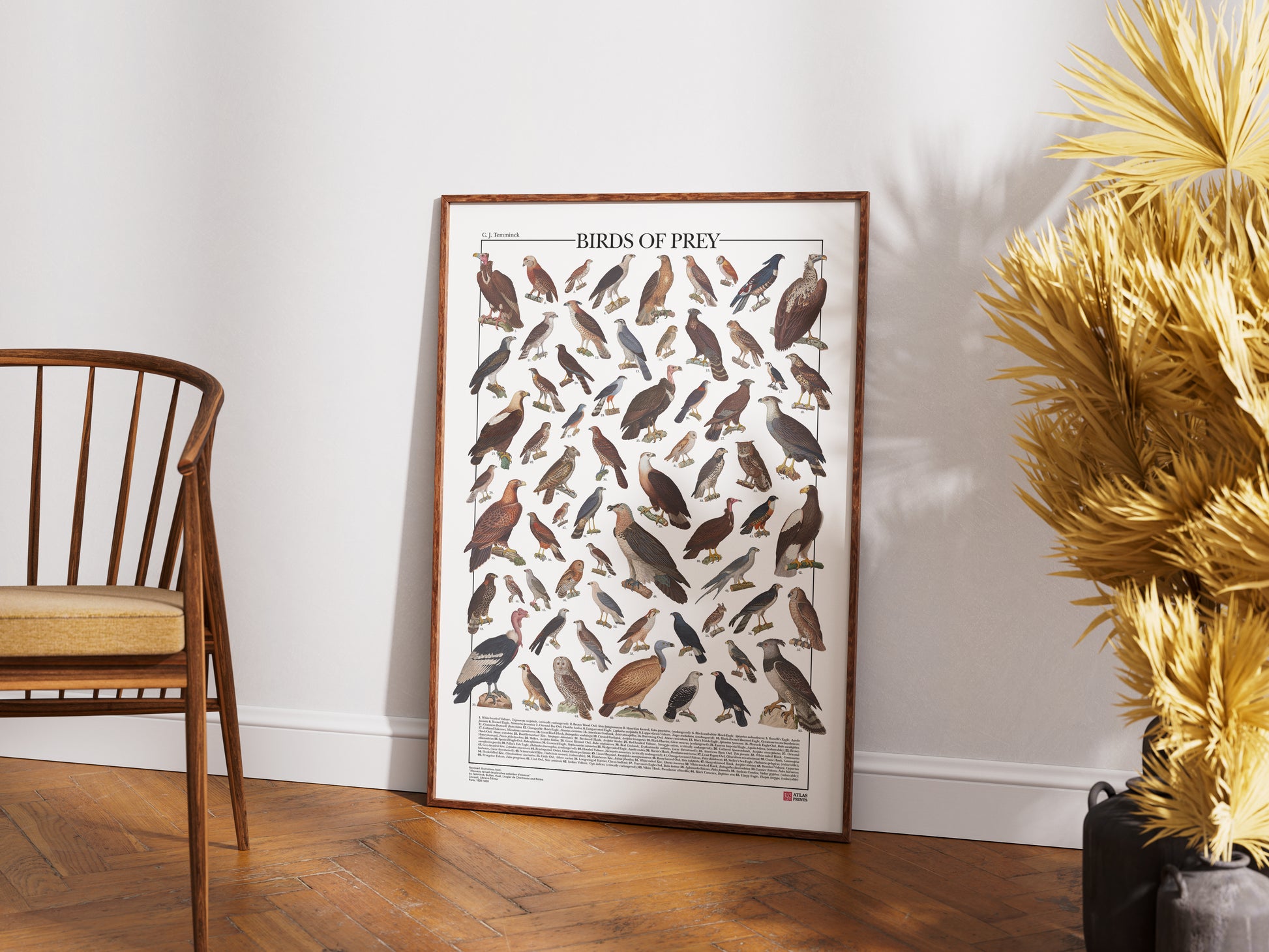Poster illustrato dedicato ai rapaci del mondo con 65 specie di rapaci diurni e notturni. Ogni illustrazione è restaurata da tavole zoologiche dell'Ottocento e accompagnata dal nome comune e dal nome scientifico. Stampa decorativa ideale per appassionati di ornitologia, fauna selvatica e storia naturale.