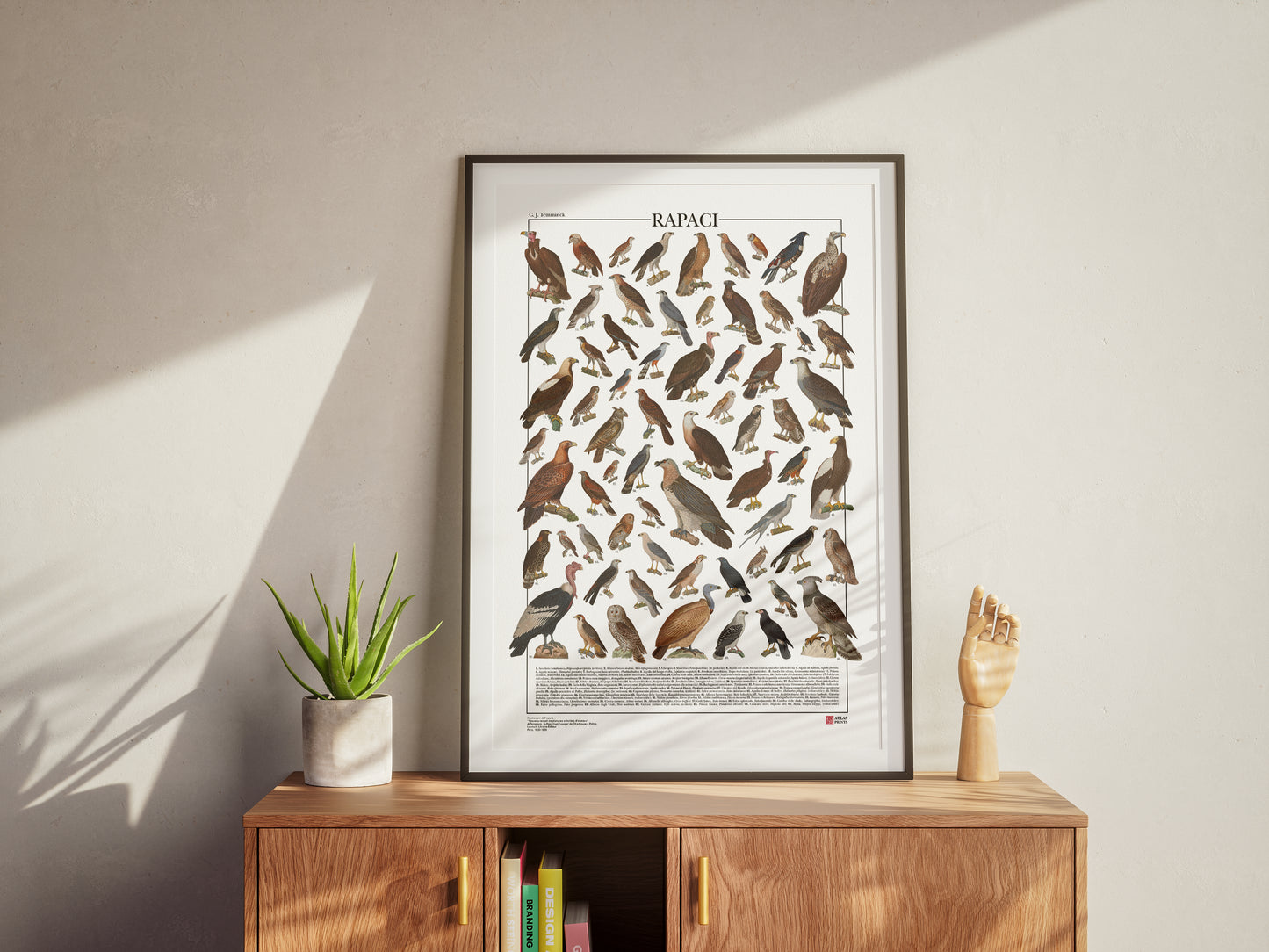 Poster illustrato dedicato ai rapaci del mondo con 65 specie di rapaci diurni e notturni. Ogni illustrazione è restaurata da tavole zoologiche dell'Ottocento e accompagnata dal nome comune e dal nome scientifico. Stampa decorativa ideale per appassionati di ornitologia, fauna selvatica e storia naturale.