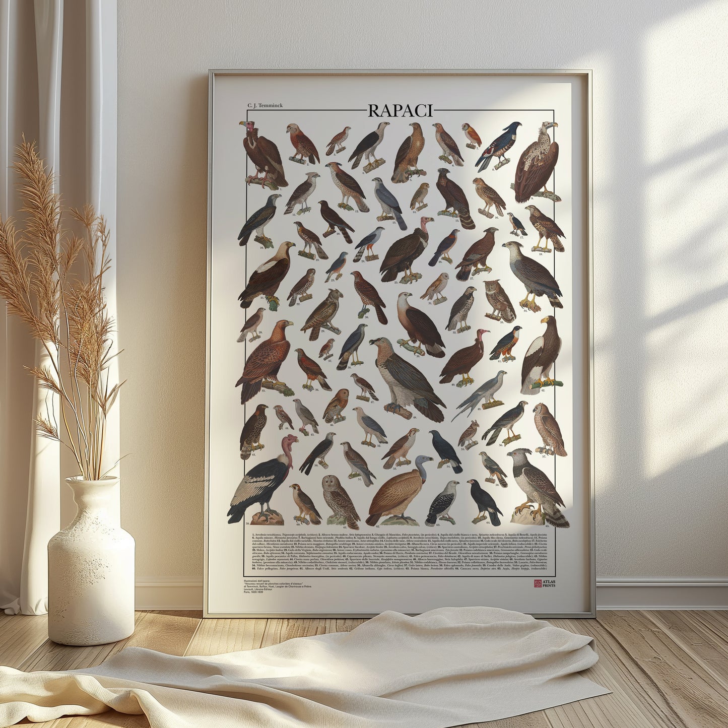 Poster illustrato dedicato ai rapaci del mondo con 65 specie di rapaci diurni e notturni. Ogni illustrazione è restaurata da tavole zoologiche dell'Ottocento e accompagnata dal nome comune e dal nome scientifico. Stampa decorativa ideale per appassionati di ornitologia, fauna selvatica e storia naturale.