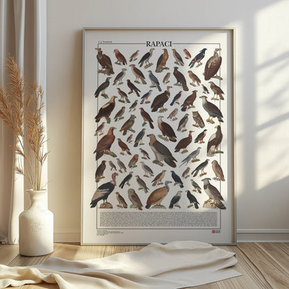 Poster illustrato dedicato ai rapaci del mondo con 65 specie di rapaci diurni e notturni. Ogni illustrazione è restaurata da tavole zoologiche dell'Ottocento e accompagnata dal nome comune e dal nome scientifico. Stampa decorativa ideale per appassionati di ornitologia, fauna selvatica e storia naturale.
