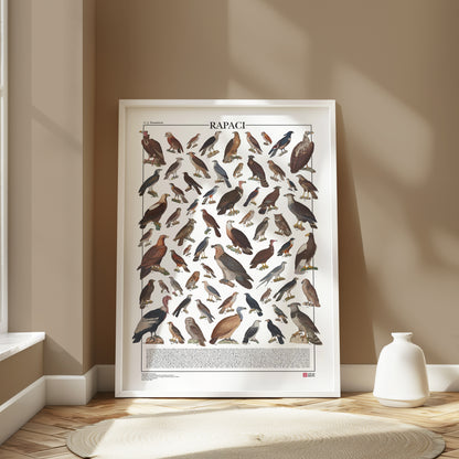 Poster illustrato dedicato ai rapaci del mondo con 65 specie di rapaci diurni e notturni. Ogni illustrazione è restaurata da tavole zoologiche dell'Ottocento e accompagnata dal nome comune e dal nome scientifico. Stampa decorativa ideale per appassionati di ornitologia, fauna selvatica e storia naturale.