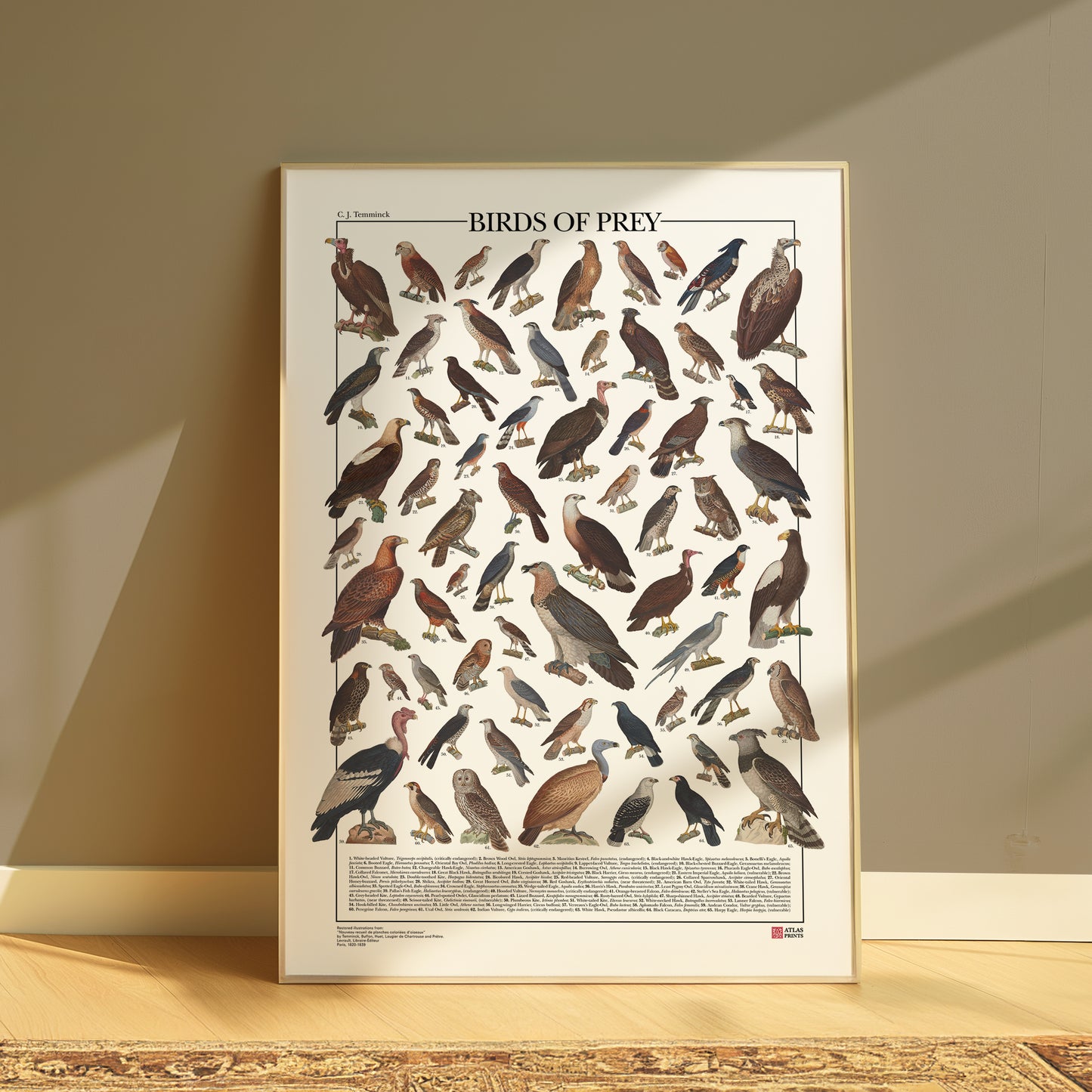 Poster illustrato dedicato ai rapaci del mondo con 65 specie di rapaci diurni e notturni. Ogni illustrazione è restaurata da tavole zoologiche dell'Ottocento e accompagnata dal nome comune e dal nome scientifico. Stampa decorativa ideale per appassionati di ornitologia, fauna selvatica e storia naturale.