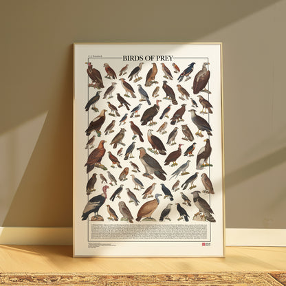 Poster illustrato dedicato ai rapaci del mondo con 65 specie di rapaci diurni e notturni. Ogni illustrazione è restaurata da tavole zoologiche dell'Ottocento e accompagnata dal nome comune e dal nome scientifico. Stampa decorativa ideale per appassionati di ornitologia, fauna selvatica e storia naturale.