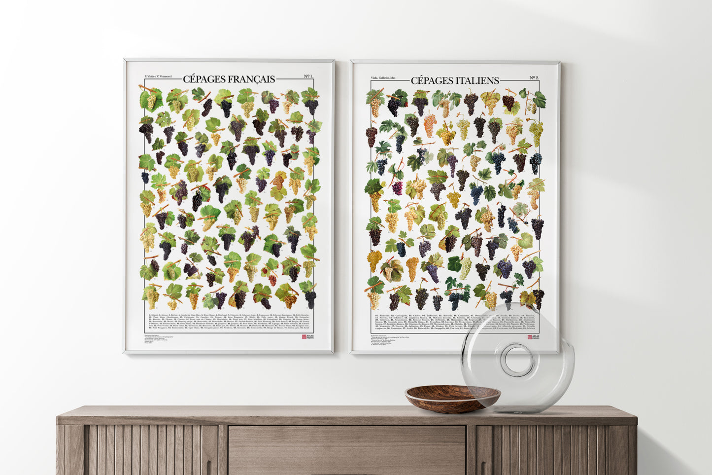 Serie di 2 poster Ampelografia