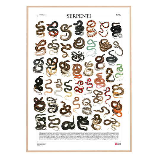 Serpenti