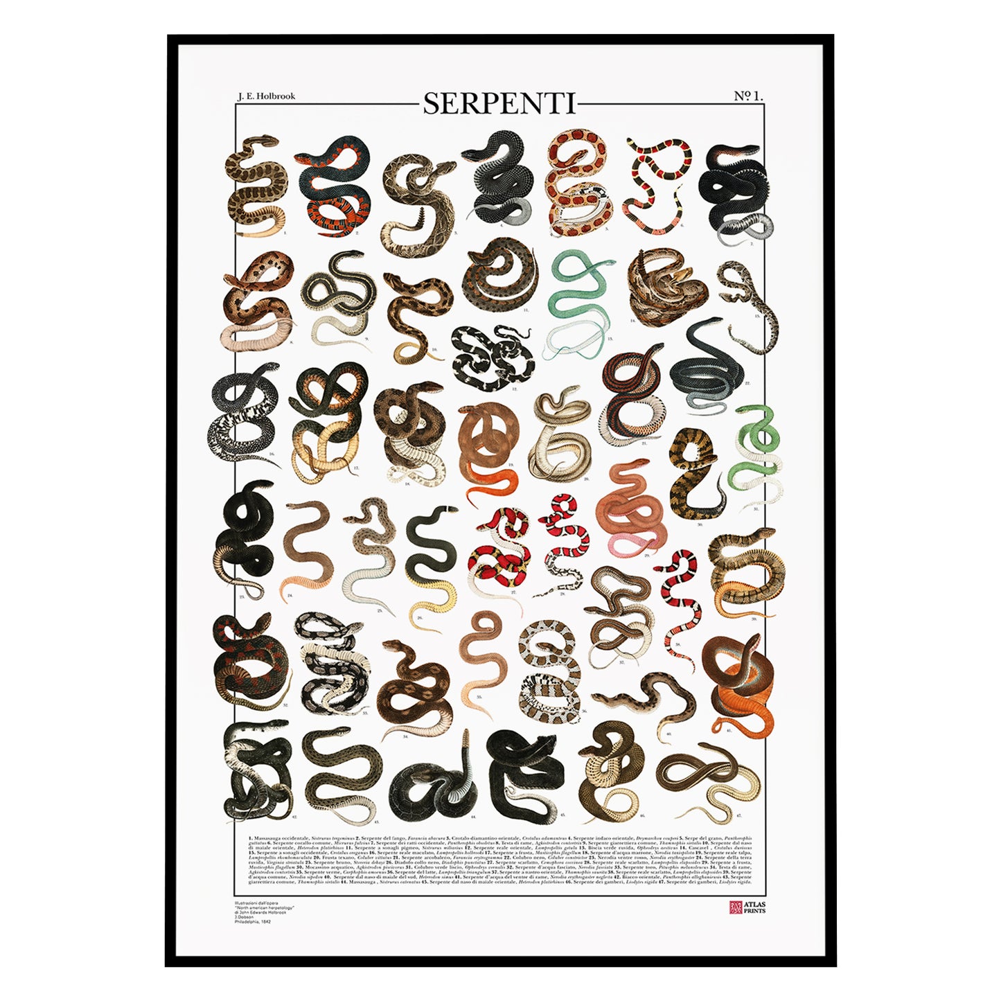 Serpenti