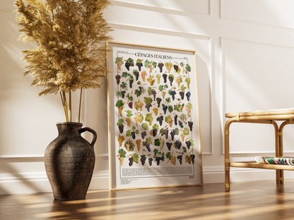 Il poster Vitigni italiani conta 65 illustrazioni di diversi tipi di uva italiana dalle opere:
Illustrazioni dalle opere:
“Traité général de viticulture: Ampélographie” di Pierre Viala, Masson et Cie Parigi, 1905
“Ponoma Italiana” di Giorgio Gallesio, Niccolò Capurro, Napoli, 1820
“Le Vignoble” di Alphonse Mas, G. Masson, Parigi, 1878

Didascalia con nomi comuni.

Disponibile in tre lingue: italiano, inglese e francese